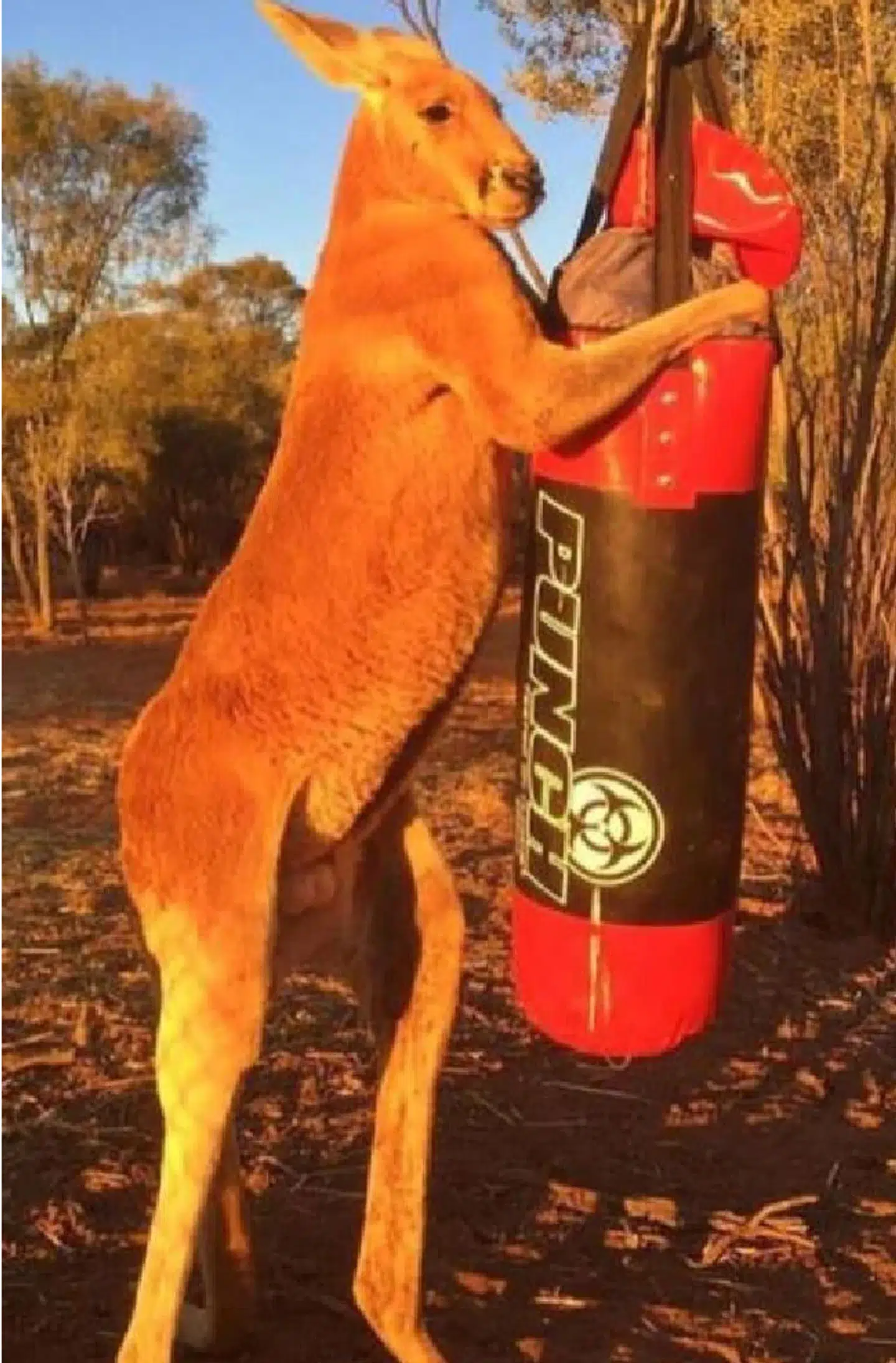 Roger har også 'dyrket' kickboksning.