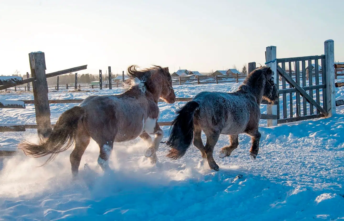 På trods af temperaturer, der når ned under minus 60 grader, lever der både dyr og mennesker i Ojmjakon.