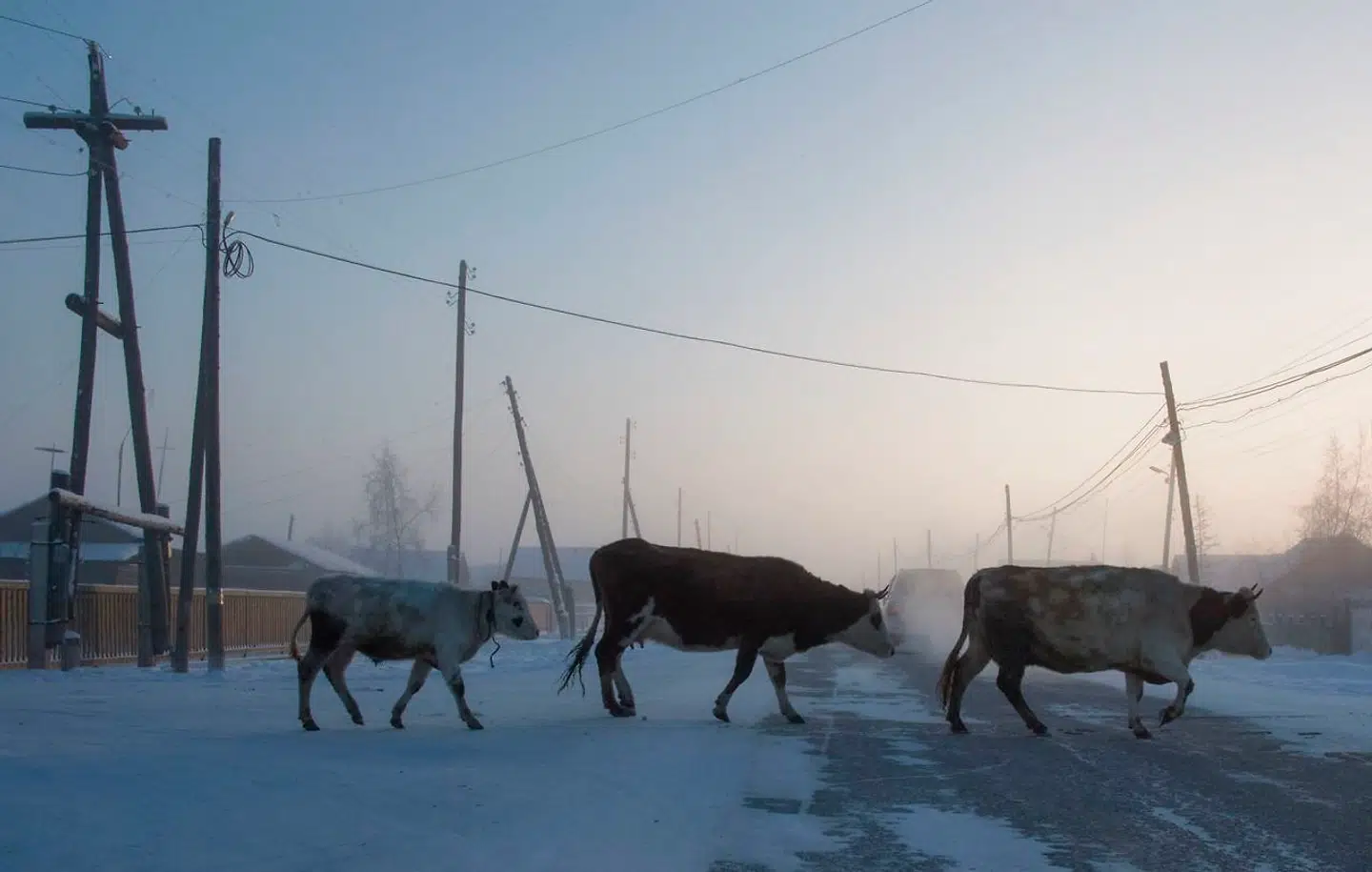Køer krydser vejen i Ojmjakon i det nordøstlige Sibirien, hvor temperaturen kan krybe ned på mere end 60 minusgrader. (Photo by Mladen ANTONOV / AFP)