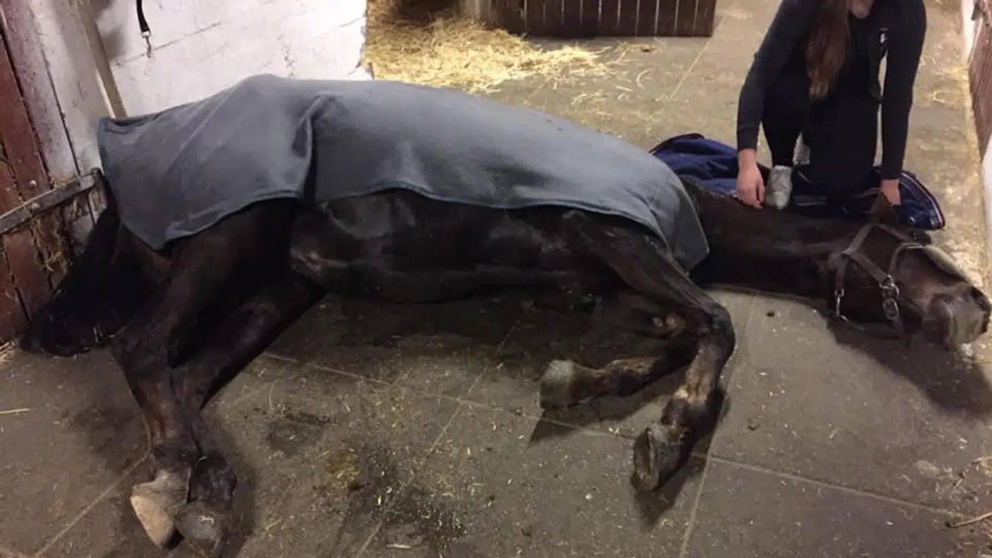 Pixie kunne ikke rejse sig fra staldens stengulv på grund af sine omfattende skader, og dyrlægen rådede Caroline til at få hesten aflivet for at befri den fra de slemme smerter. (Privatfoto)
