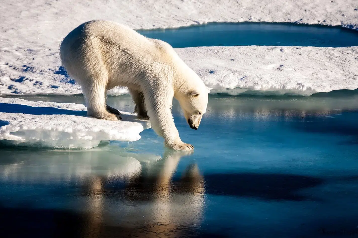 »Aldrig har jeg mødt en så storslået natur og en så ubeskrivelig, enestående stilhed. Isbjergene og det glitrende, skarpe sollys. Vandets dybe, kongeblå farve,« fortæller Hans Engell om sit første møde med Grønland.