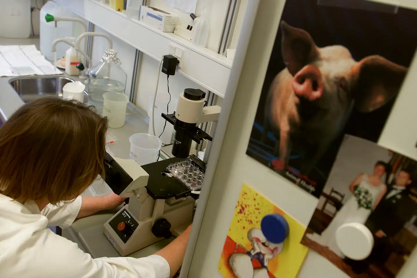 På øen Lindholm i Stege Bugt ligger Statens Veterinære Institut for Virusforskning. Øen har været dansk hovedkvarter for kampen mod de mest smitsomme dyresygdomme i snart 76 år, bl.a. mund- og klovsyge.