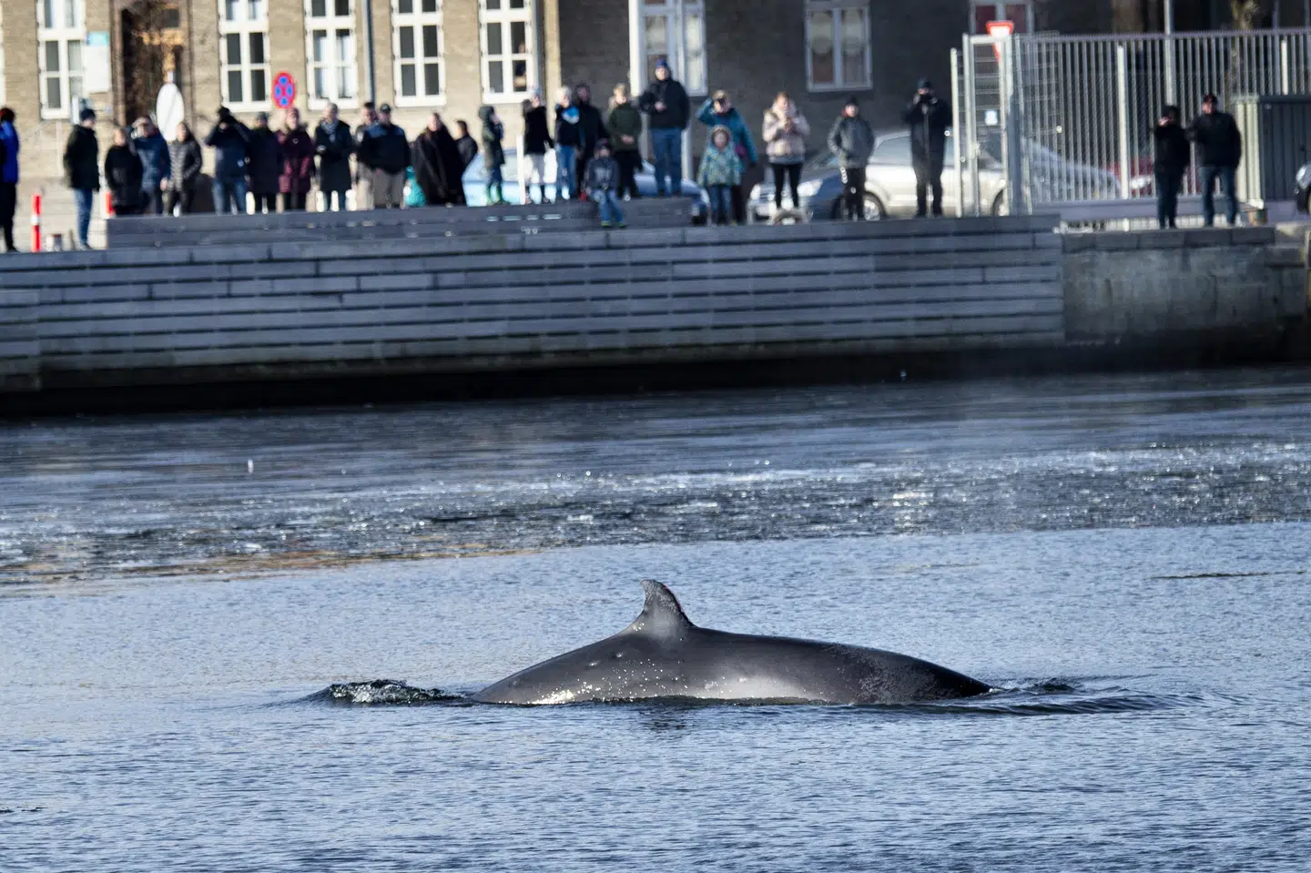 Hvalens tilstedeværelse i havnebassinet får masser af opmærksomhed. Henning Bagger/Ritzau Scanpix