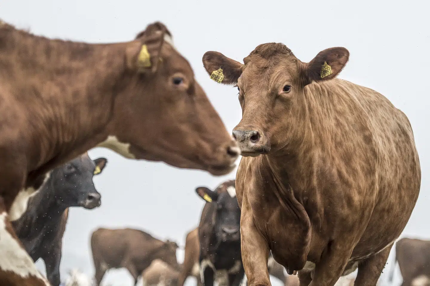 »Vi møder sommetider det synspunkt, at forskning, som får penge udefra, er mindre troværdig end forskning, der er betalt af offentlige midler. Som det er i dag, vil vi ikke undvære eksternt finansieret forskning. Det ville sætte den grønne omstilling langt tilbage,« skriver prodekan Ole Hertel.