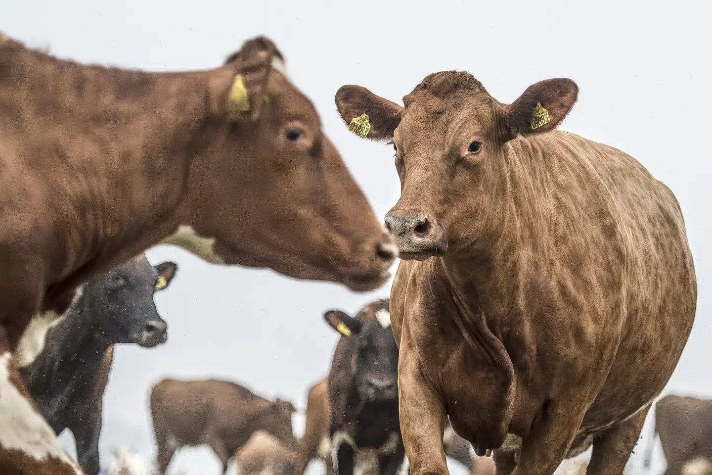 »Vi møder sommetider det synspunkt, at forskning, som får penge udefra, er mindre troværdig end forskning, der er betalt af offentlige midler. Som det er i dag, vil vi ikke undvære eksternt finansieret forskning. Det ville sætte den grønne omstilling langt tilbage,« skriver prodekan Ole Hertel.