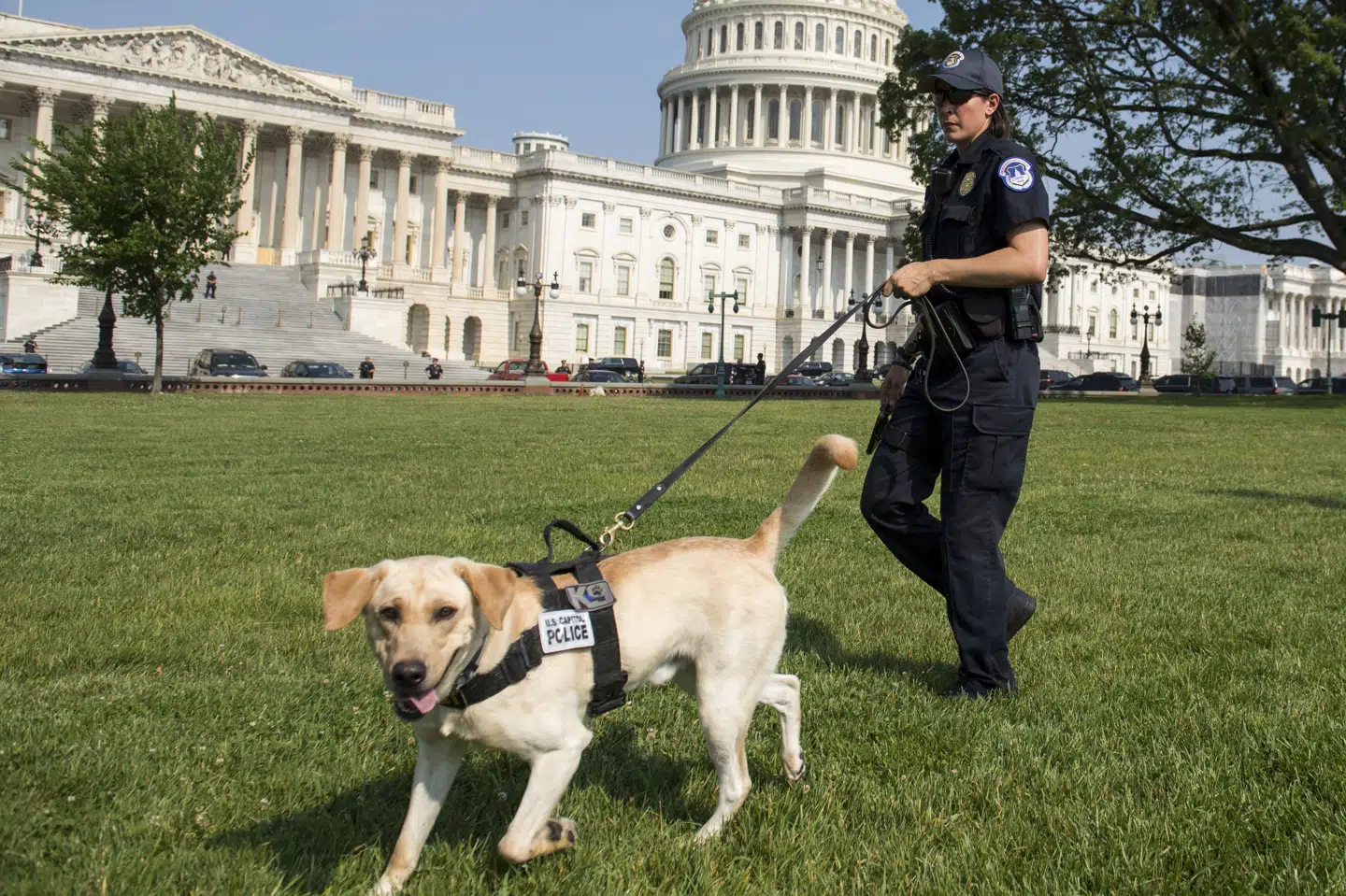 I flere amerikanske delstater bliver nye politihunde ikke længere trænet til at reagere på cannabis. Det gælder også flere stater, hvor cannabis fortsat er ulovligt. Saul Loeb/Ritzau Scanpix
