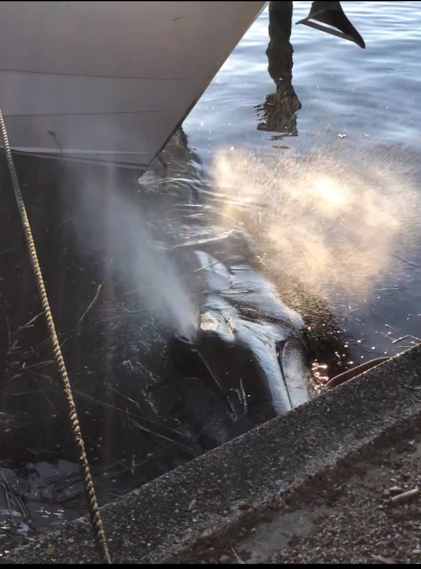 En hval fik tirsdag eftermiddag kilet sig fast mellem havnemolen og stavnen på en båd i Hobro Havn.
