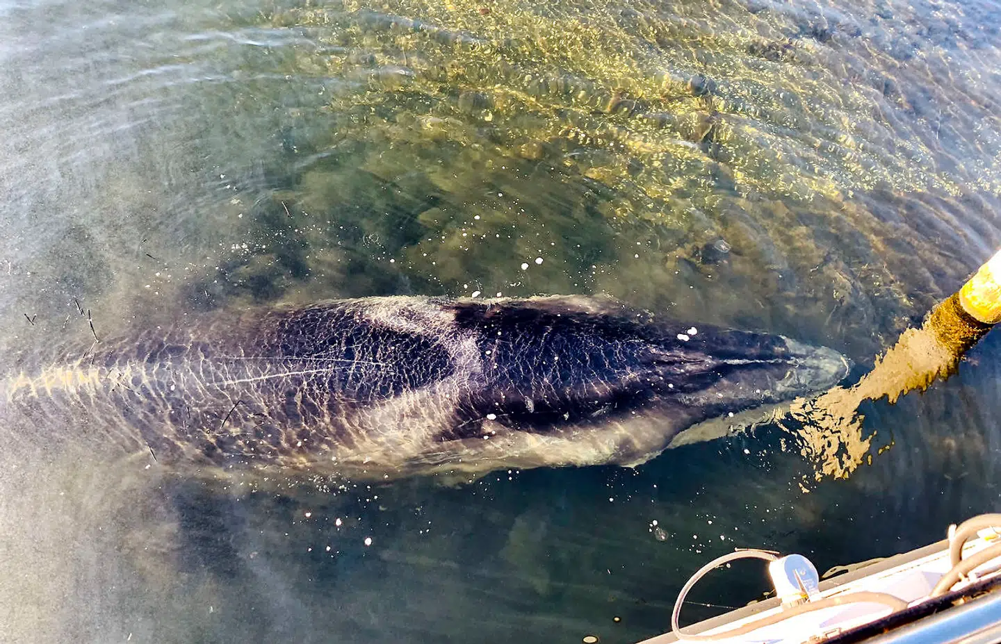 En 8-10 meter lang hval er ligger i Hobro Havn i Mariager Fjord tirsdag den 27. november 2018. Hvalen er måske er vågehval. . (Foto: Annelene Petersen/Ritzau Scanpix)