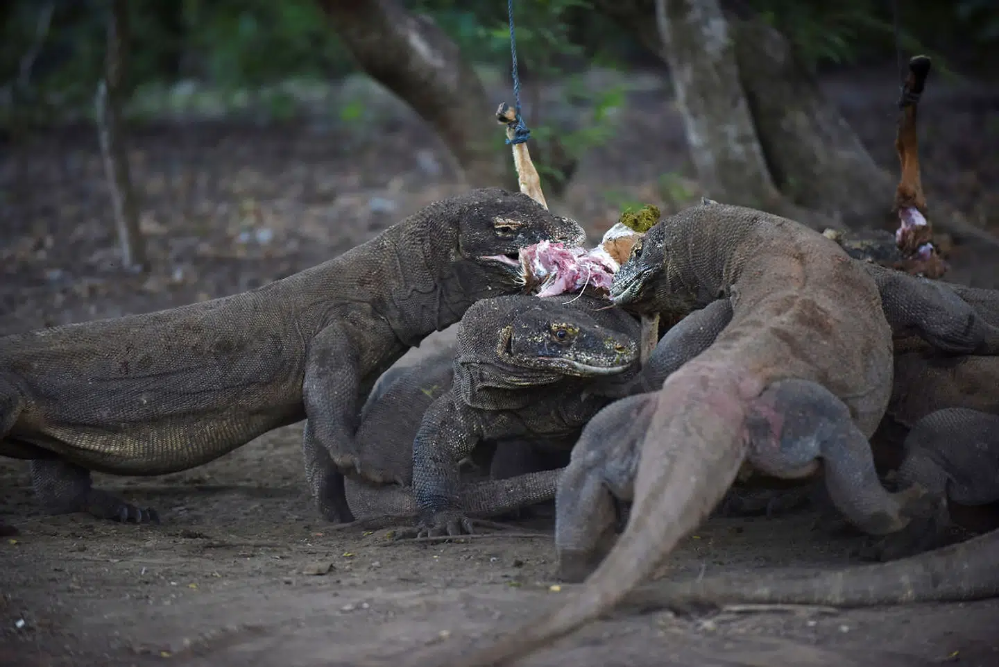 En gruppe Komodovaraner spiser i Komodo National park.