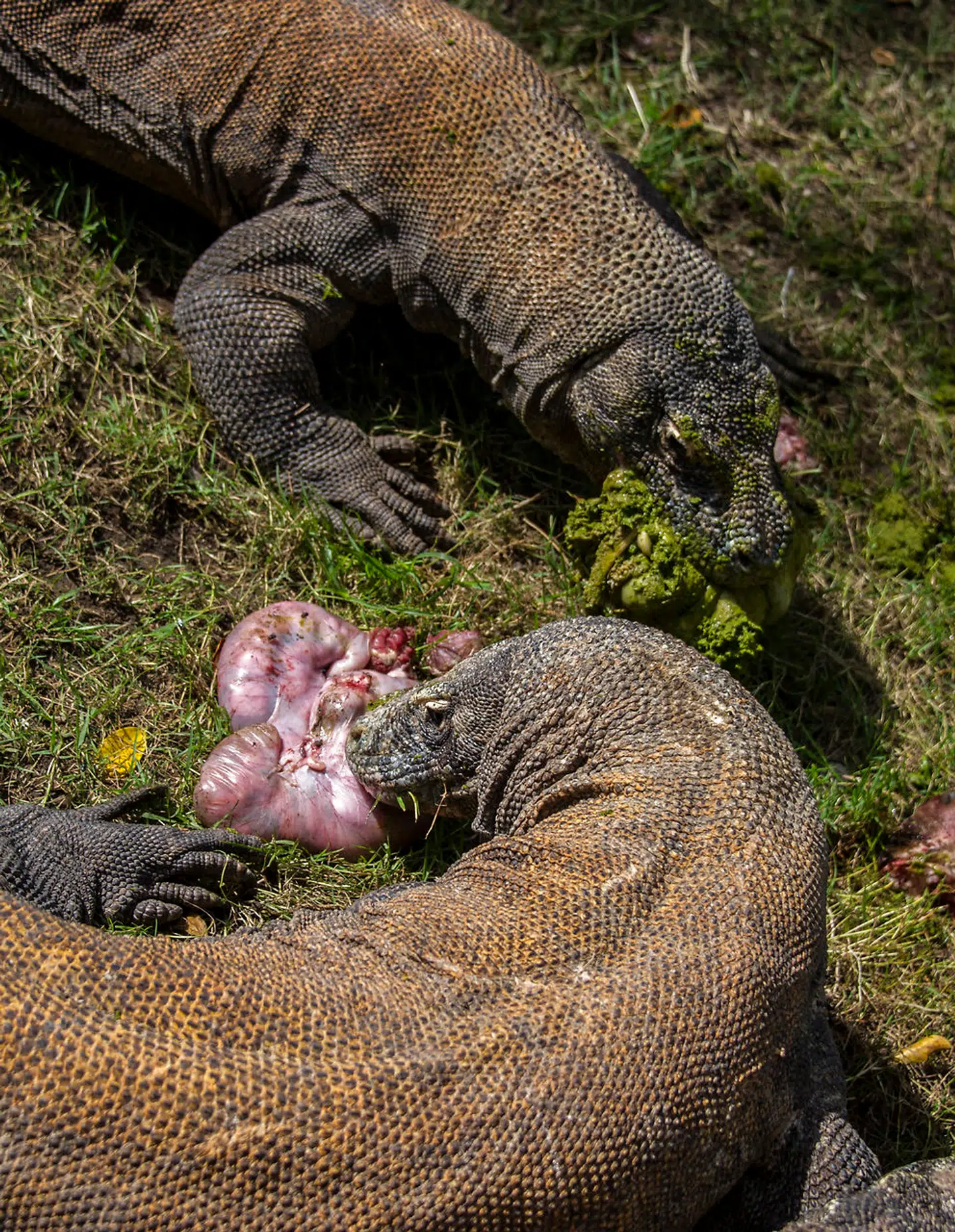 Komodovaraner bliver fodret i en zoologisk have i Øst Java.