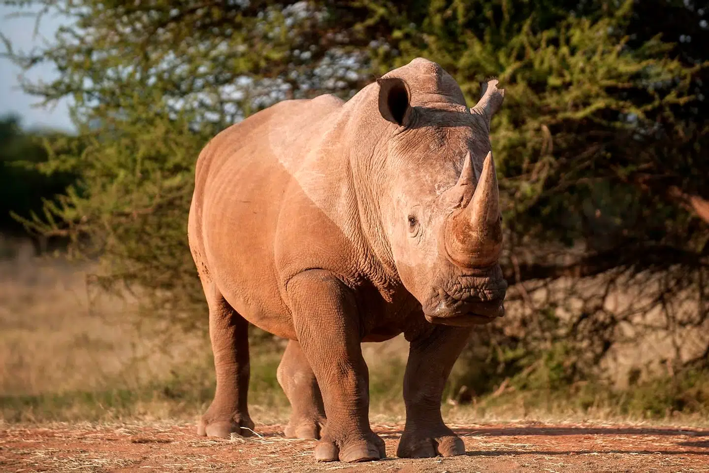 Her ses et næsehorn ved en farm nær Vaalwater i Limpopo provinsen i Sydafrika.