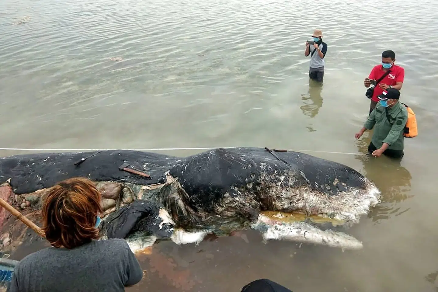 På dette foto fra den 19. november 2018 ses den døde kaskelothval ud for nationalparken Wakatobi.
