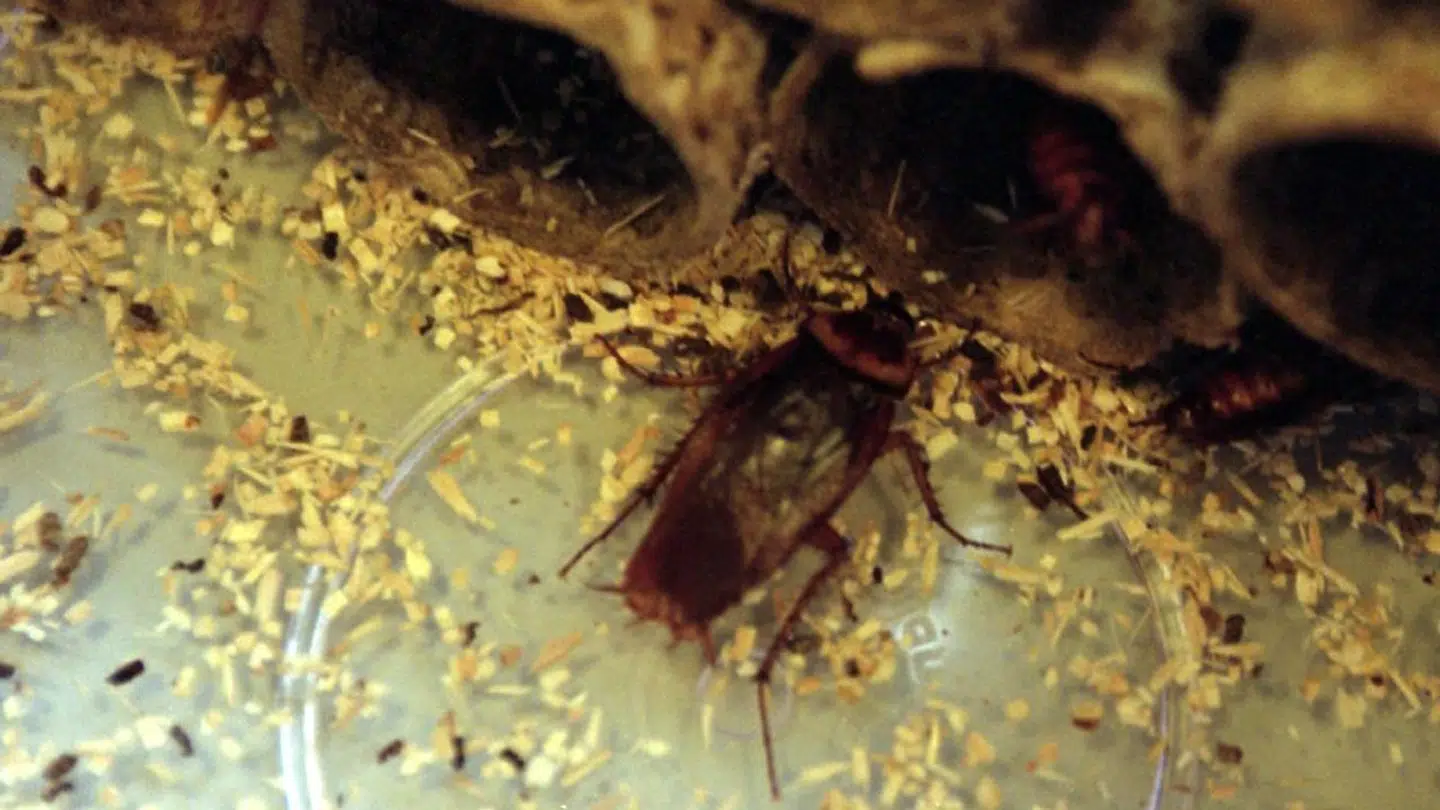 Ansatte i et kinesisk firma blev tvunget til at spise kakerlakker som straf.