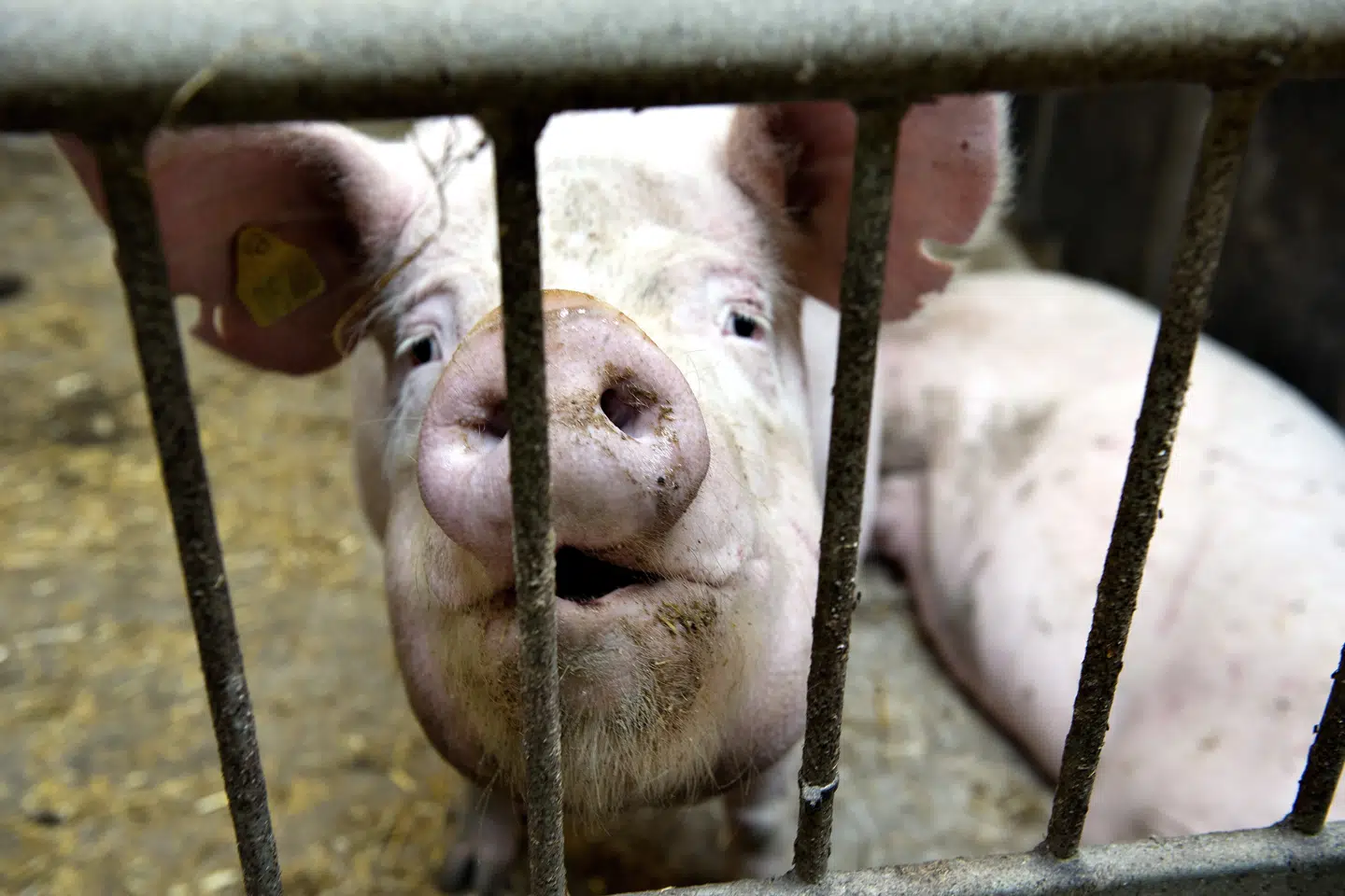 - Det er helt basalt for dyrene, at de bliver behandlet, når de er syge, siger formand for Dyrenes Beskyttelse Britta Riis. Henning Bagger/arkiv/Ritzau Scanpix