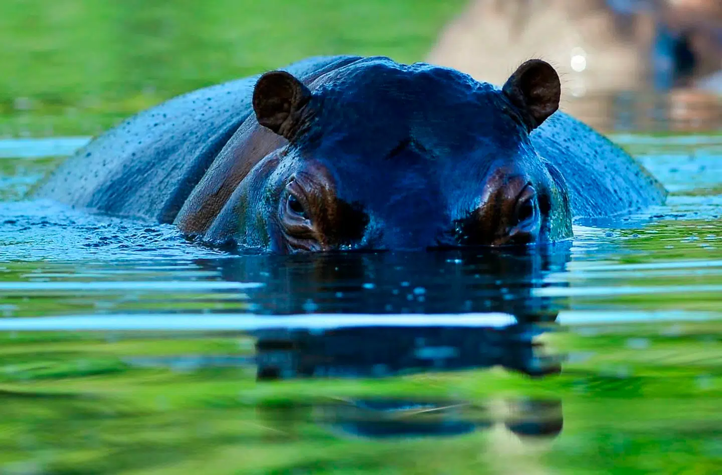 Omkring 20 procent af hele verdens bestand af flodheste lever i Luangwa-floden i Zambia. Billedet her stammer fra en nationalpark.