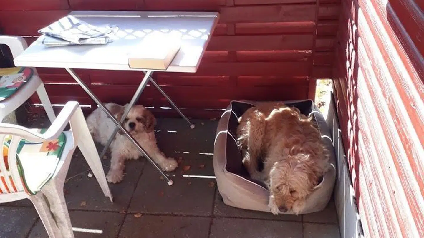 Julius hjemme hos sin ejer, Inge, sammen med sin bedste ven, Sophia.