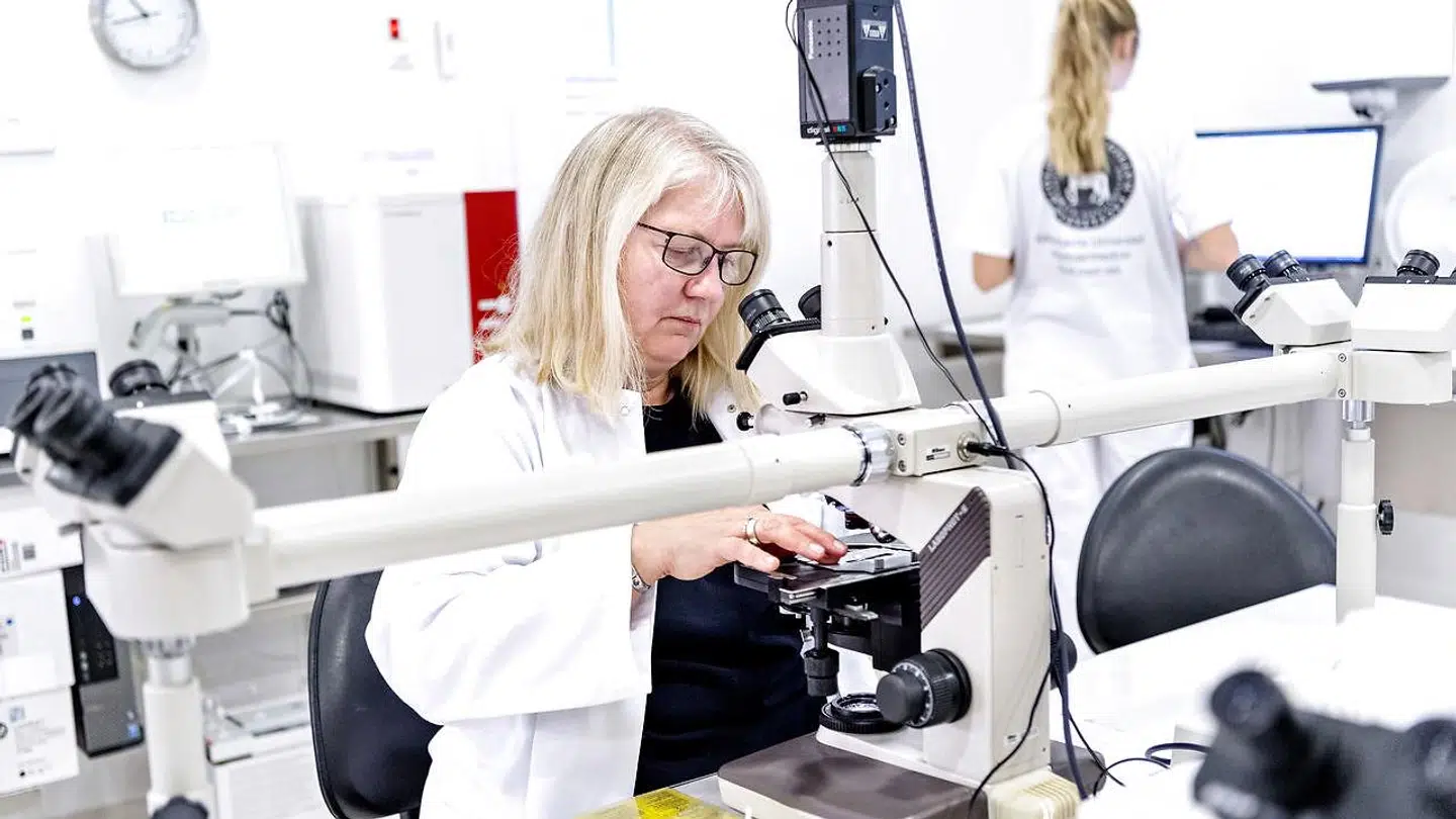 Professor Annemarie Kristensen undersøger kræftceller i mikroskopet.