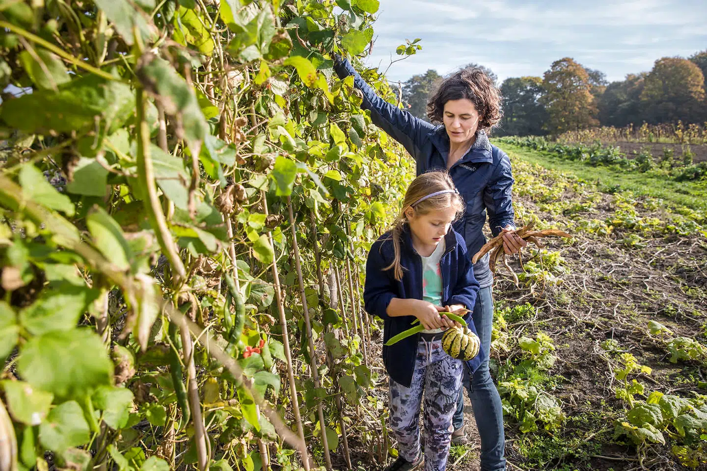 Den 13. oktober 2018 nåede temperaturene op omkring de 20 grader i Danmark og flere nød vejret. Billedet her er fra Krogerup i Nordsjælland. Lin og hendes mor Angela Britt Berthelsen bruger lørdagen på at plukke Pral-bønner.
