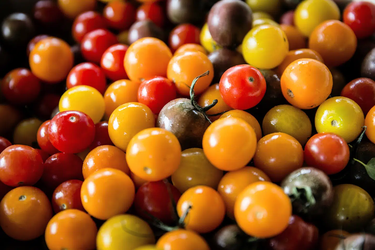 Der kan være ekstremt stor forskel på, hvor stort klimaaftrykket fra eksempelvis tomater er. Det afhænger af høsten, dyrkningsforholdene og andet, siger Coops CSR-chef Thomas Roland. Thomas Lekfeldt/arkiv/Ritzau Scanpix