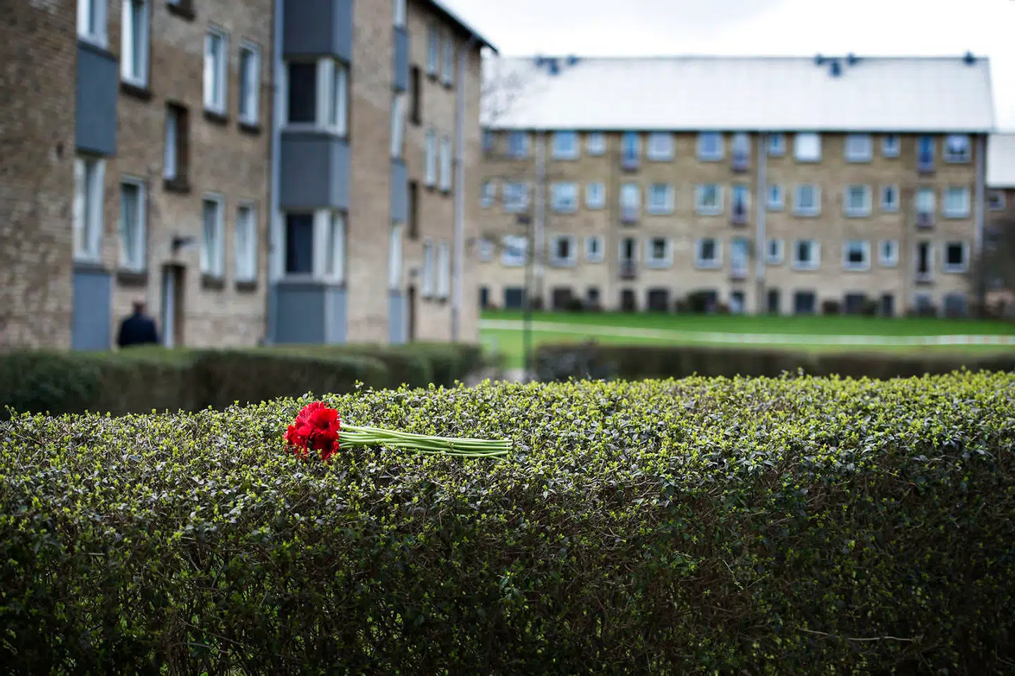 Drab i Husum/Brønshøj tirsdag den 11. april 2017. Blomster på hæk ved opgangen på Kobbelvænget, hvor drabet har fundet sted. Politiet undersøger fortsat sagen.. (Foto: Ida Guldbæk Arentsen/Scanpix 2017)