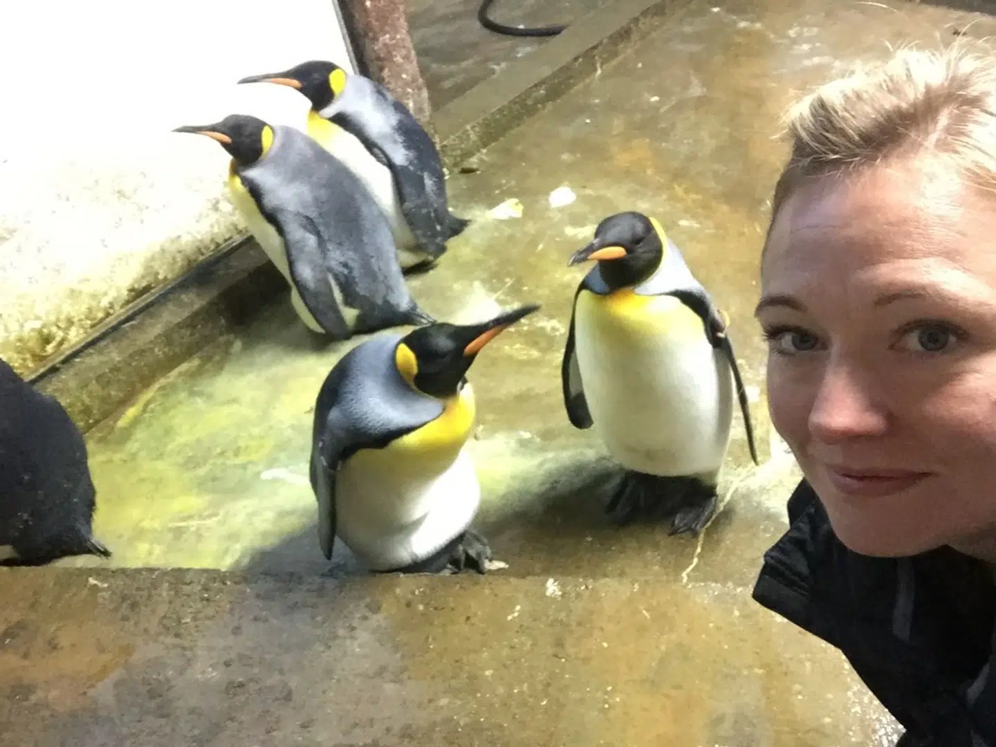 Dyrepasser Sandie Hedegård Munck har måtte bruge sine allermest kreative evner i forsøget på at genoprette roen i pingvinanlægget i Odense Zoo, hvor to homohanner har skabt stort drama efter at have kastet deres kærlighed på en unge og kidnappet den fra dens forældre.Foto: Privat