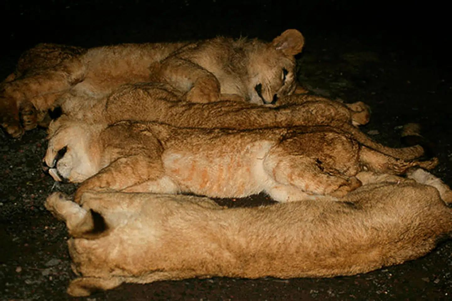 Fire døde løver i Addis Ababas løve zoo. Disse dyr er døde, der blev født i fangenskab, må gerne blive transpoteret til Asien. Men Singapore Airlines siger nej til flere løve-knogle-transporter.