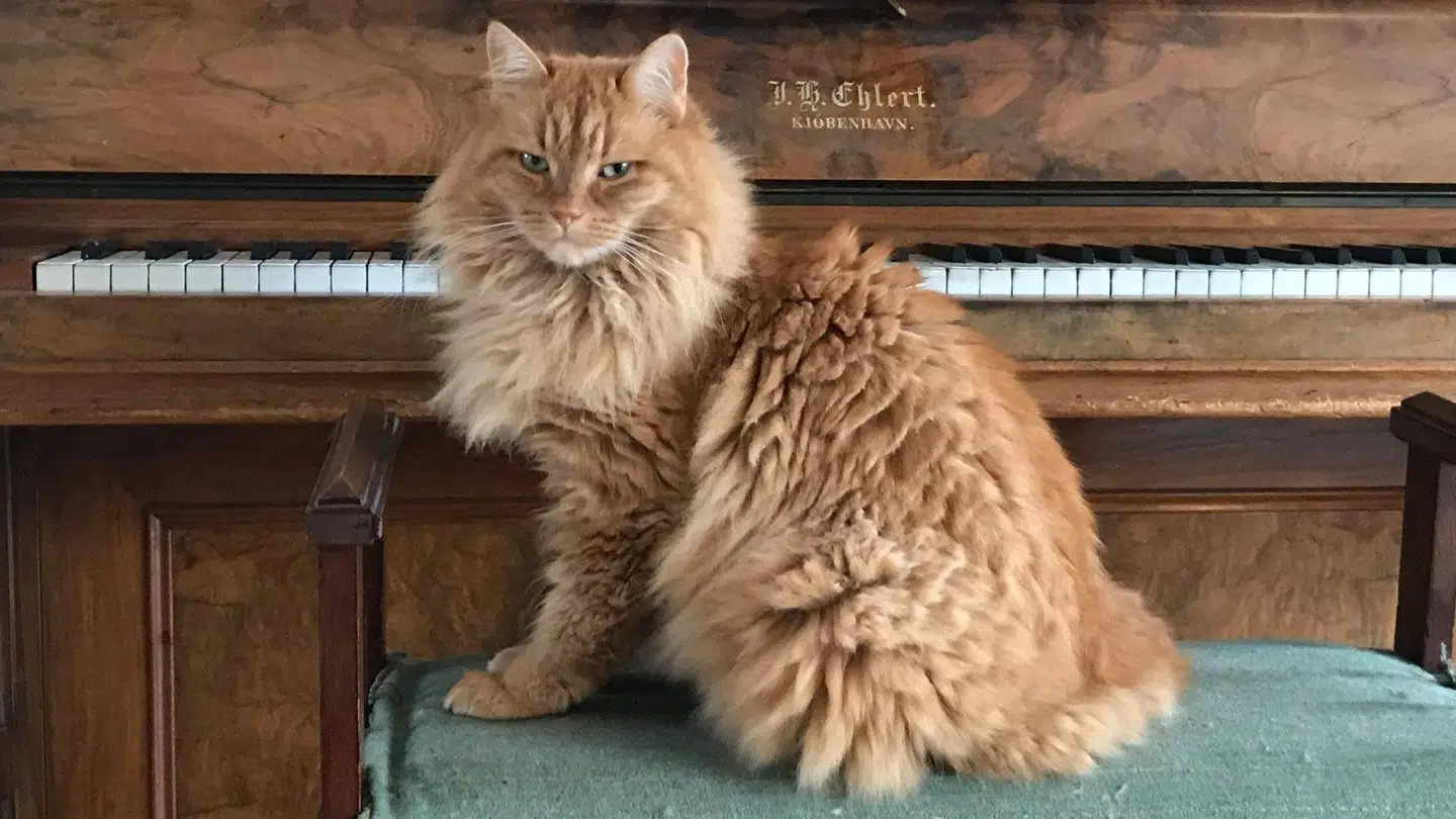 Katten Pushkin har smerter og ubehag, efter den blev ramt af haglbøsse.