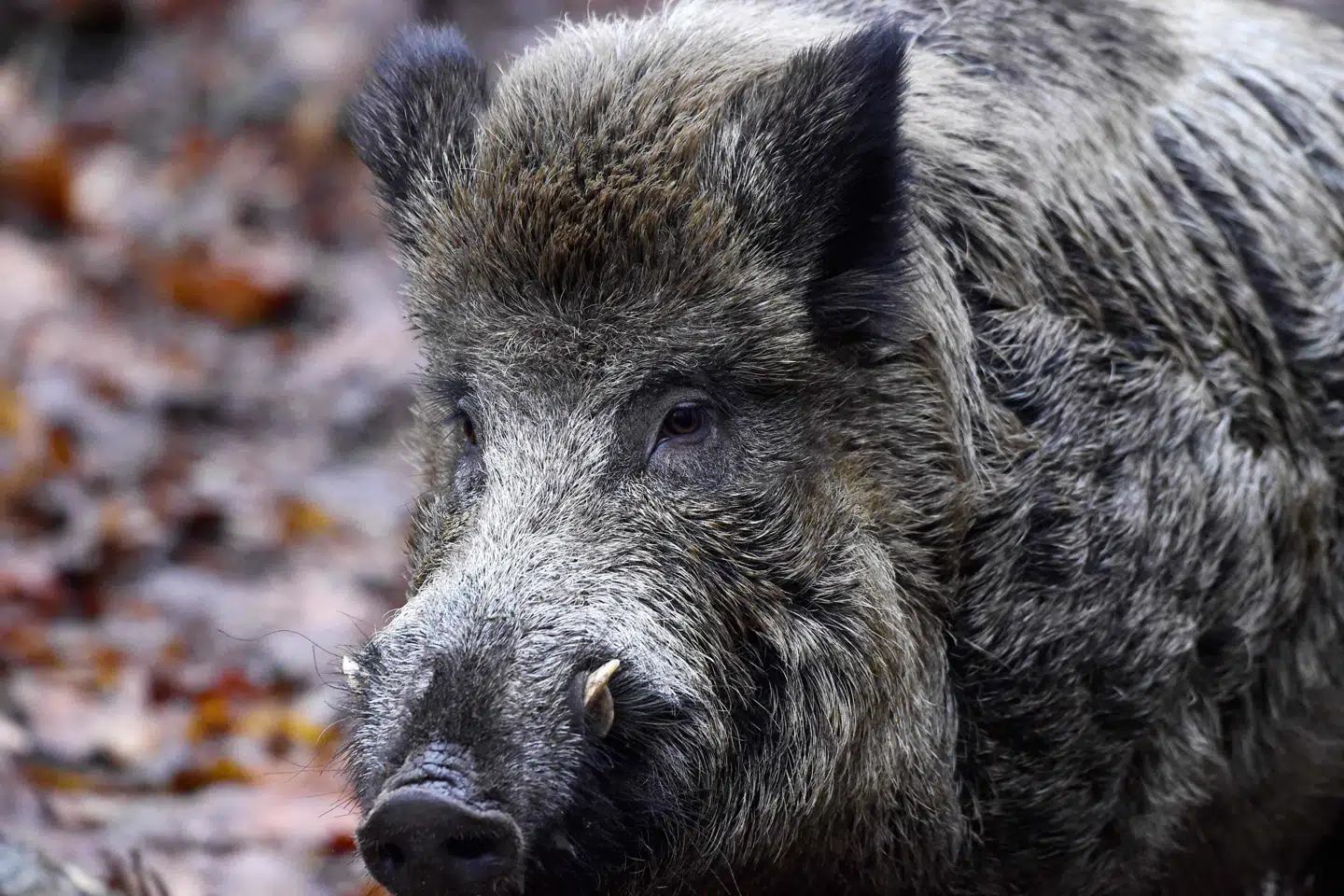 15 organisationer fra Danmark og Tyskland klager nu til EU-Kommissionen for at få forpurret planen om et 70 kilometer langt hegn ved den dansk-tyske grænse. Tobias Schwarz/arkiv/Ritzau Scanpix