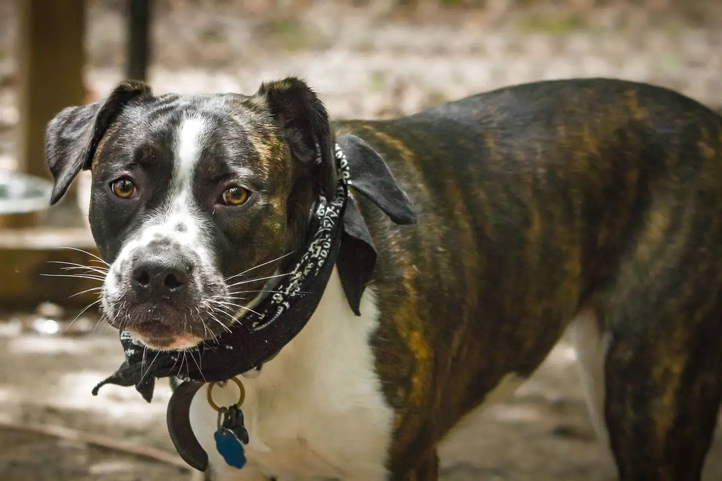 En bokser-pitbull hund. Arkivfoto.