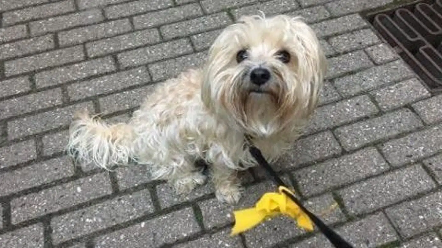 Privatfoto af hunden Luna.