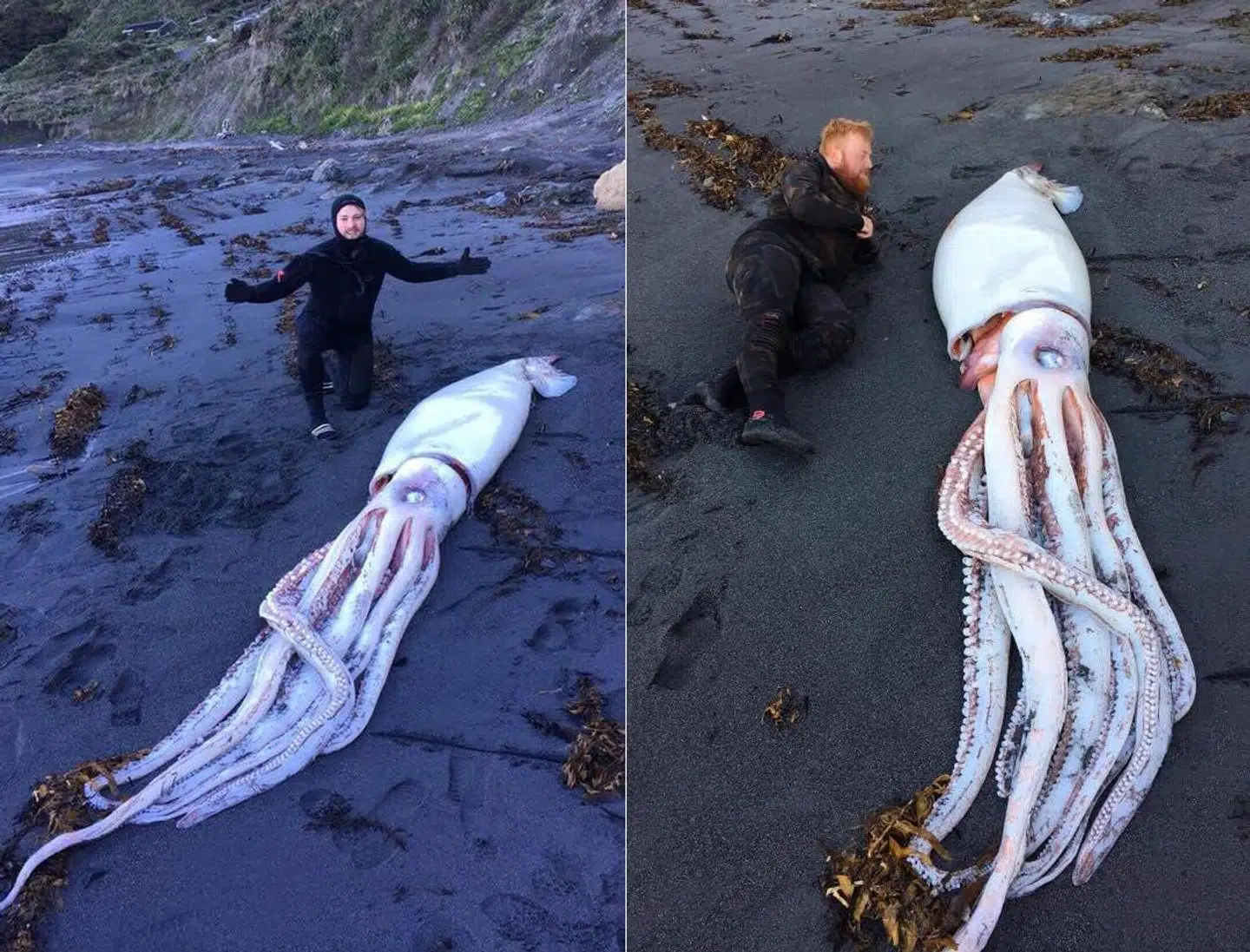 Det var noget af en monster-blæksprutte, de tre brødre fandt på stranden syd for Wellington, New Zealand.