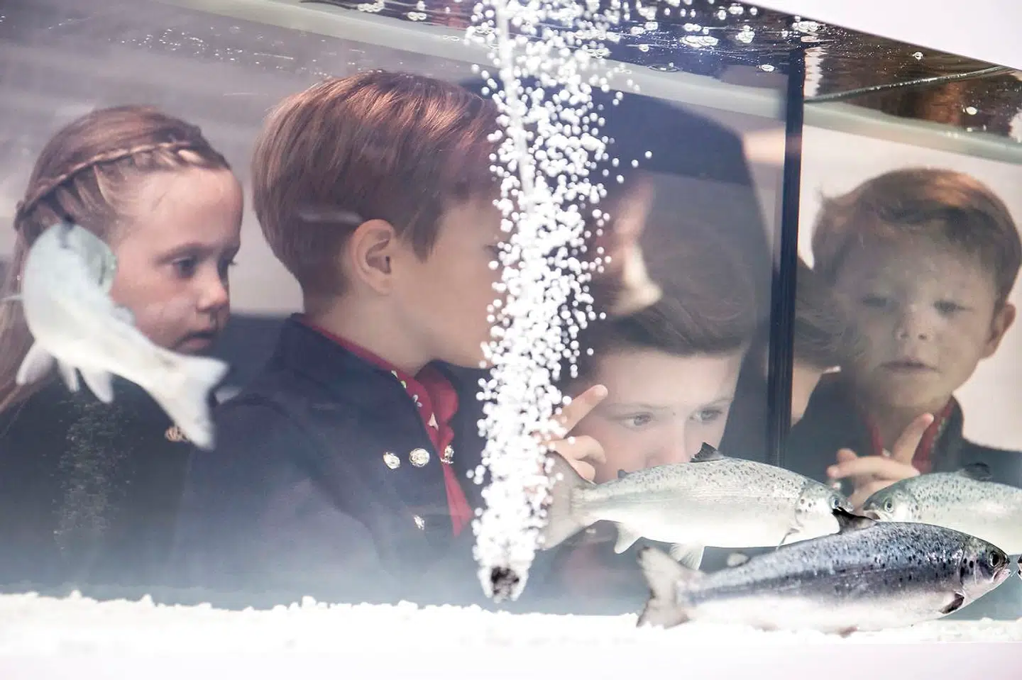 Prins Vincent, prins Christian og prinsesse Josephine ser på fisk ved Bakkafrost.