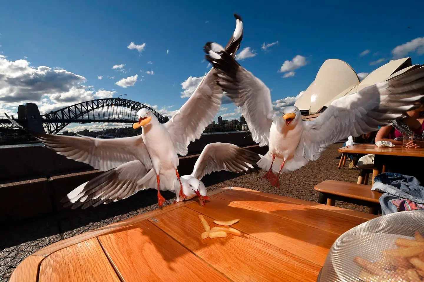 Photo taken on September 16, 2016 shows seagulls stealing chips from a harbourside restaurant table in Sydney. The silver gulls, a native Australian species, have become aggressive towards diners at harbourside restaurants and beaches, with diners complaining that the birds snatch food off of their plates whilst they are eating. / AFP PHOTO / PETER PARKS