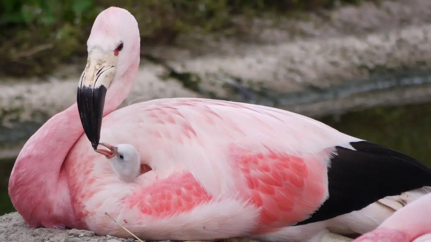 »Det er en fantastisk overraskelse, at andesflamingoerne efter små to årtier er begyndt at lægge æg igen.«