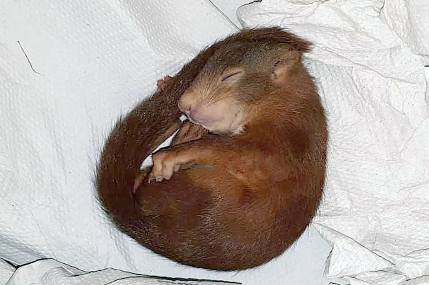Squirrel Karl-Friedrich pursues man in Karlsruhe Polizei/Ritzau Scanpix