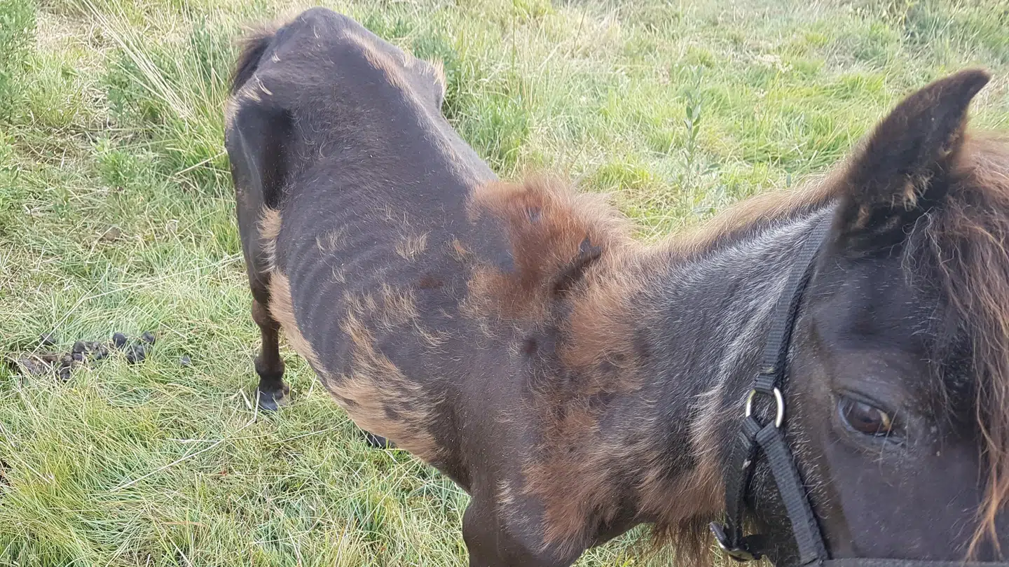 Flere af hestene på stedet var tynde og forsømte, fortæller næstformand i Vestjyske Hestevelfærd.