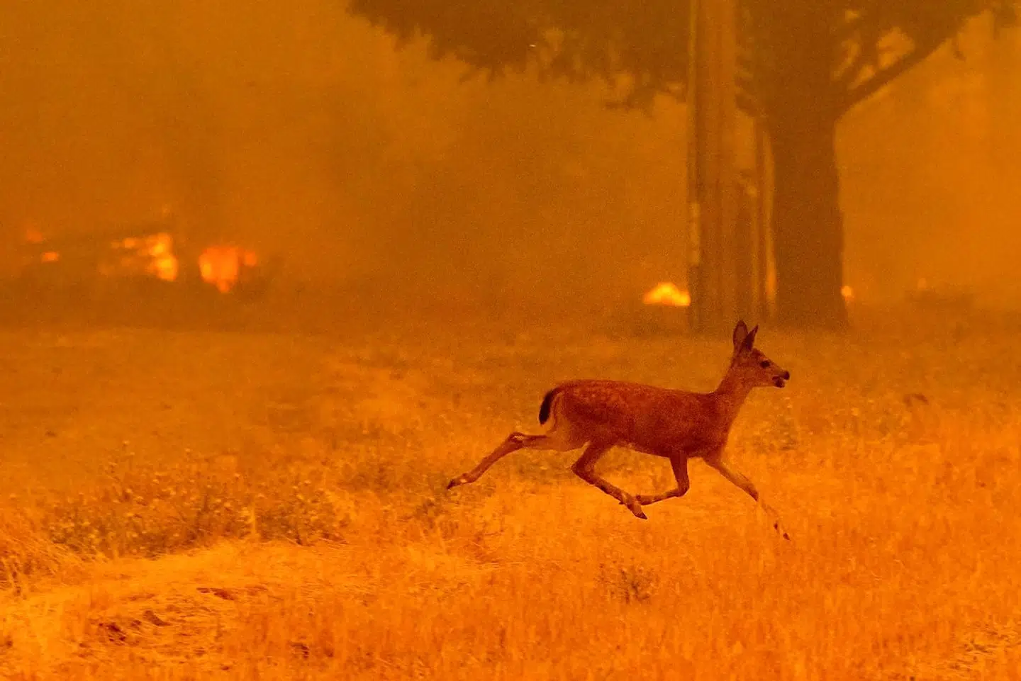 Indtil nu er syv mennesker døde som følge af naturbrandene. Men også dyrene er hårdt ramt. Her springer en hjort for livet. AFP PHOTO / NOAH BERGER