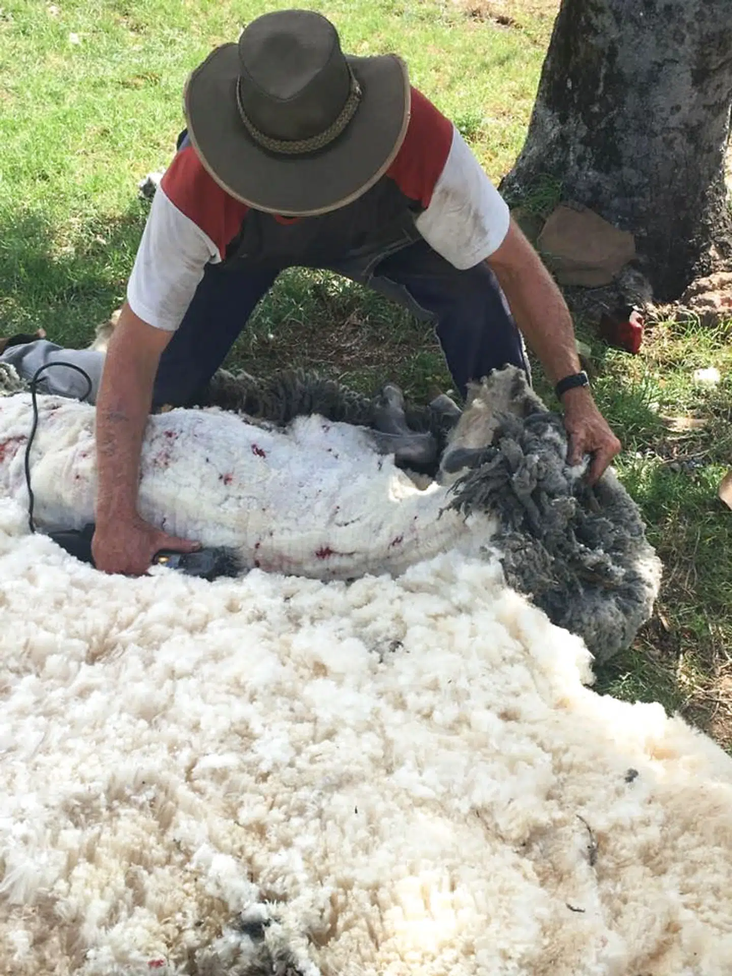 En mand er igang med at klippe fåret med de 30 kg uld.
