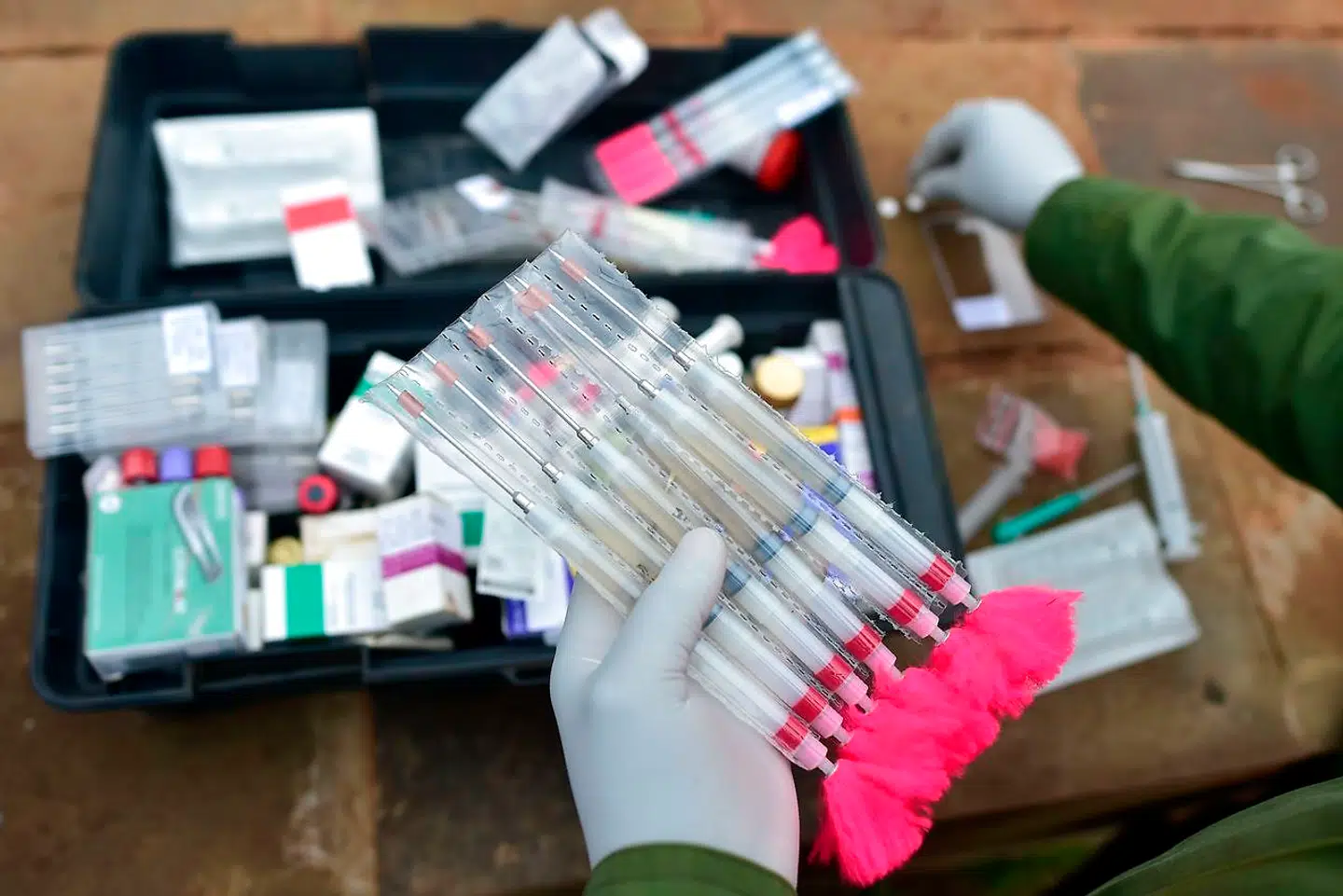 En veterinær forbereder de pile med søvnmiddel, som næsehornene får, inden de skal ud på en lang rejse.