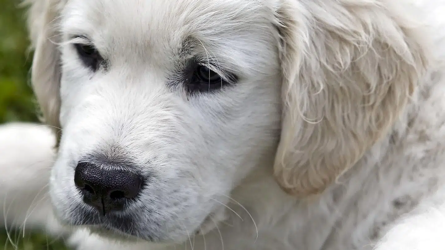 ARKIVFOTO. Golden retriever hundehvalp. Hvalpen hedder Kiwi.