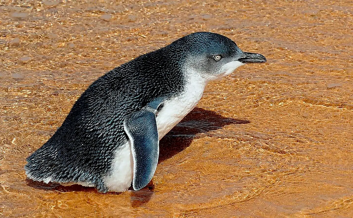 (FILES) This file photo taken on March 20, 2009 shows a young penguin being released into the open ocean near Sydney. A man who bludgeoned six fairy penguins to death was sentenced to just 49 hours community service by an Australian court on June 25, 2018, sparking outrage from conservationists. Joshua Jeffrey was convicted of aggravated cruelty to animals after he battered the birds with a stick while drunk on a beach with two others at Sulphur Creek in Tasmania state in 2016. / AFP PHOTO / Greg Wood