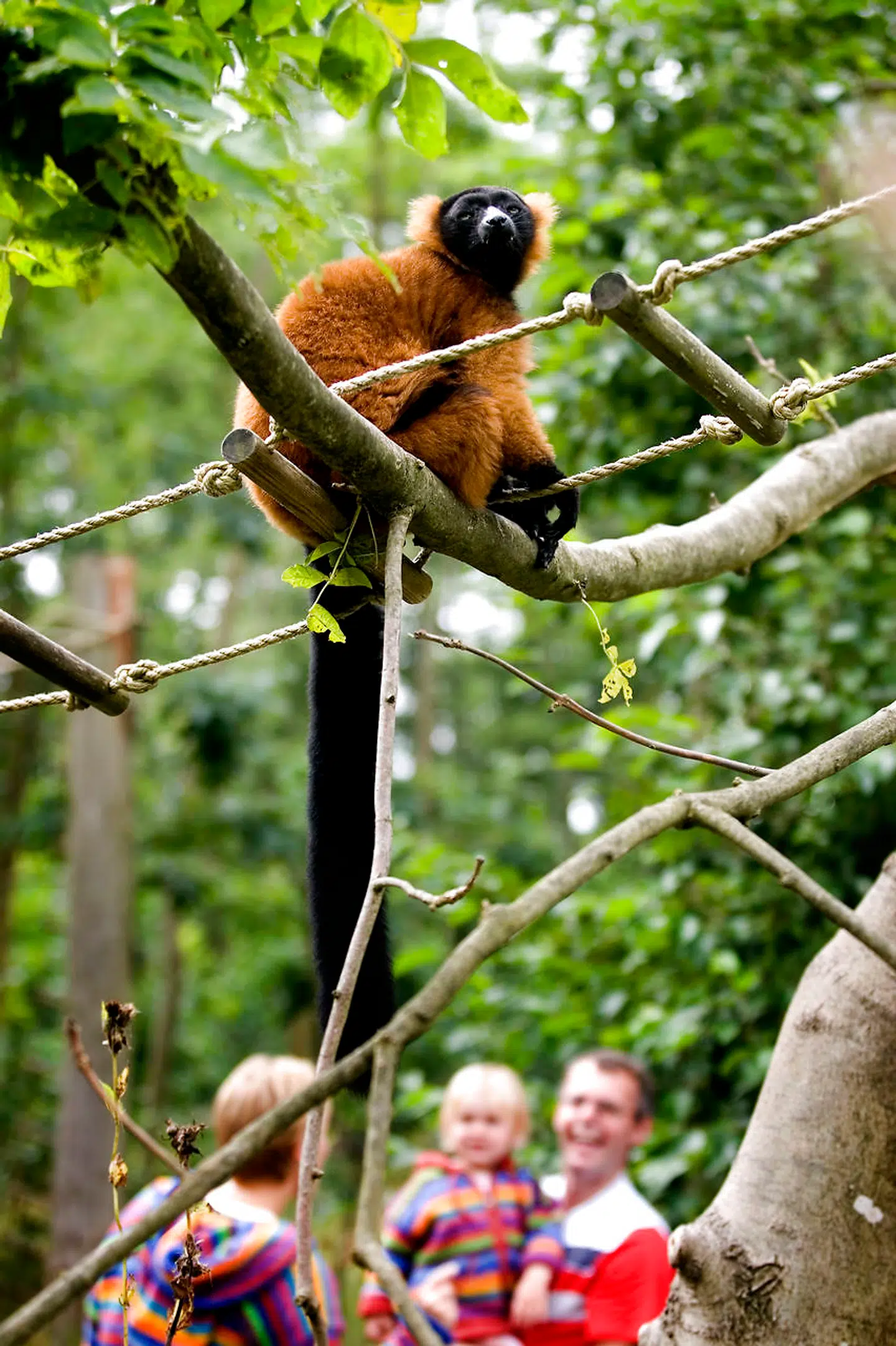 ARKIVFOTO af lemurer i Knuthenborg Safaripark.