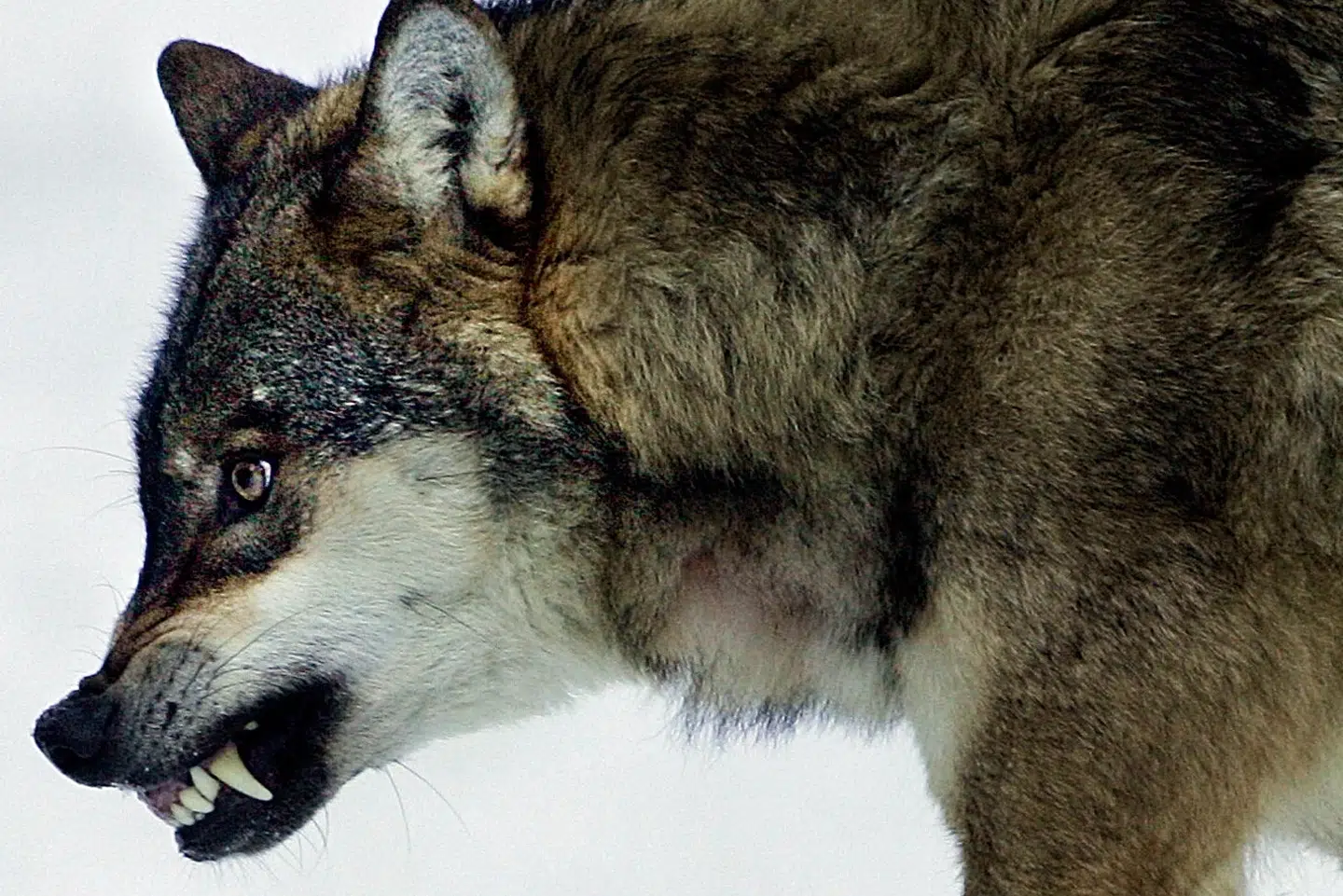 Der bliver ingen ulvejagt i Sverige i vinter. Den svenske ulvebestand er blevet for lille, siger miljømyndighed. Eric Gaillard/arkiv/Ritzau Scanpix