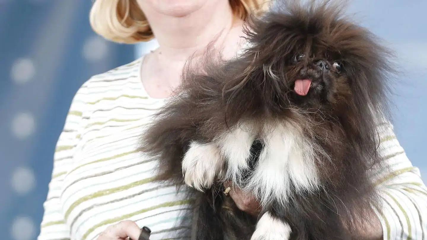 Hunden Wild Tang er to år gammel.