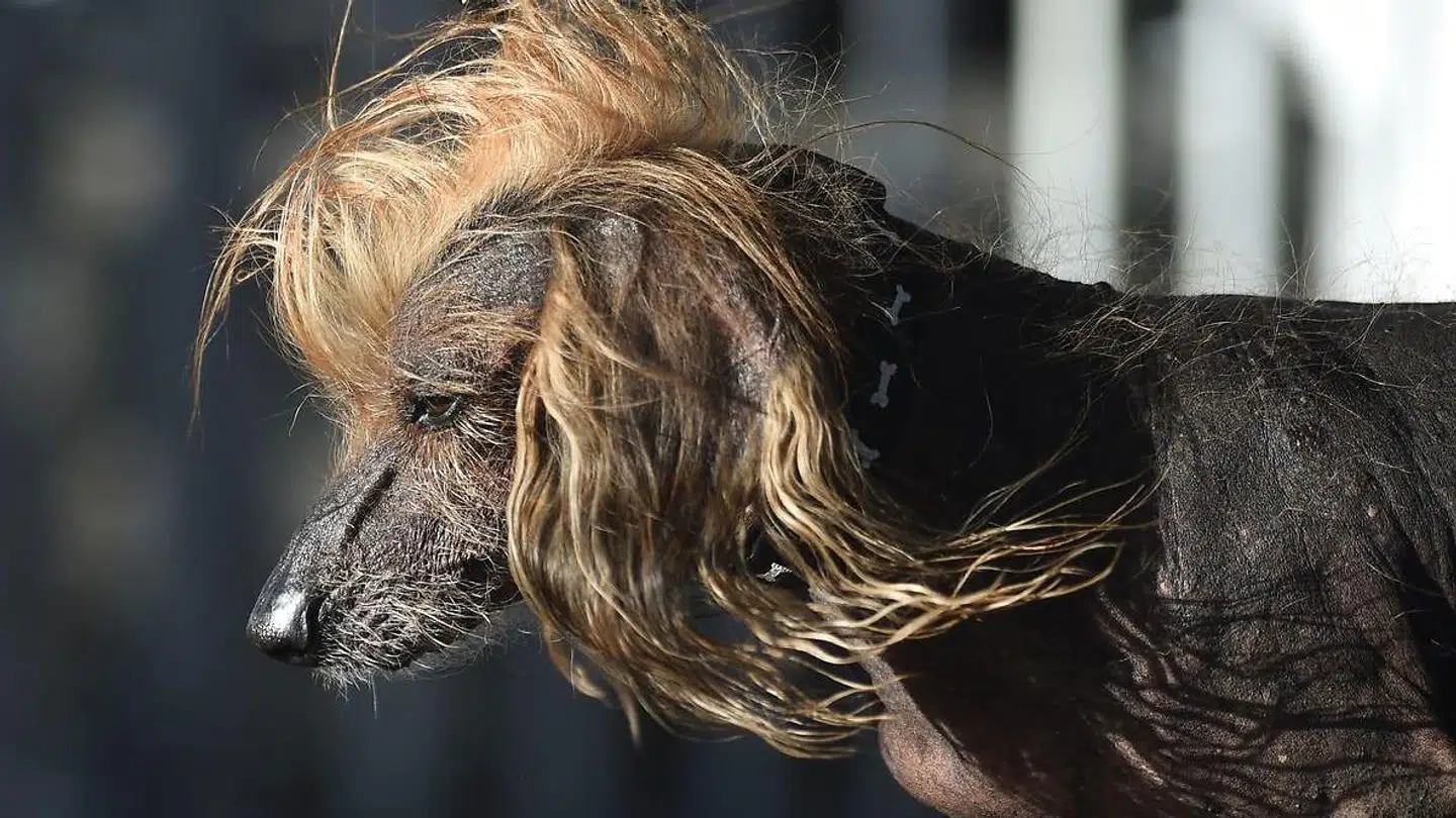 Denne hund hedder Himisaboo og deltog også i konkurrencen.