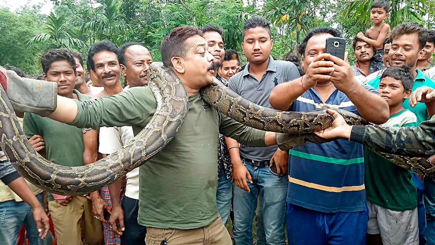 På dette billede ses skovrangeren Sanjay Dutta holde den 40 kg tunge indiske rock pyton, men en mand tager et billede af den enorme slange.