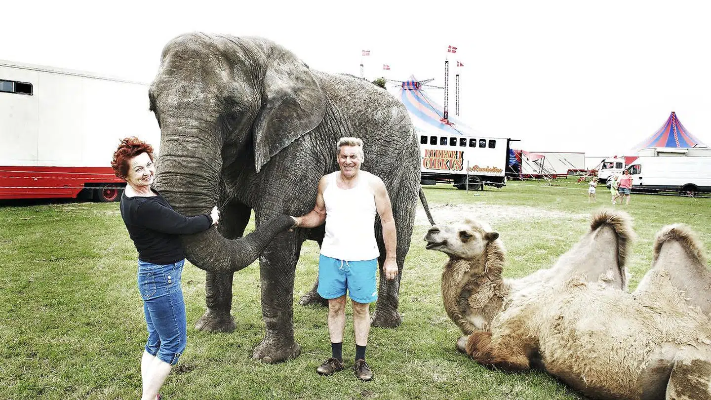 Cirkus Trapez med elefanten Romboline.