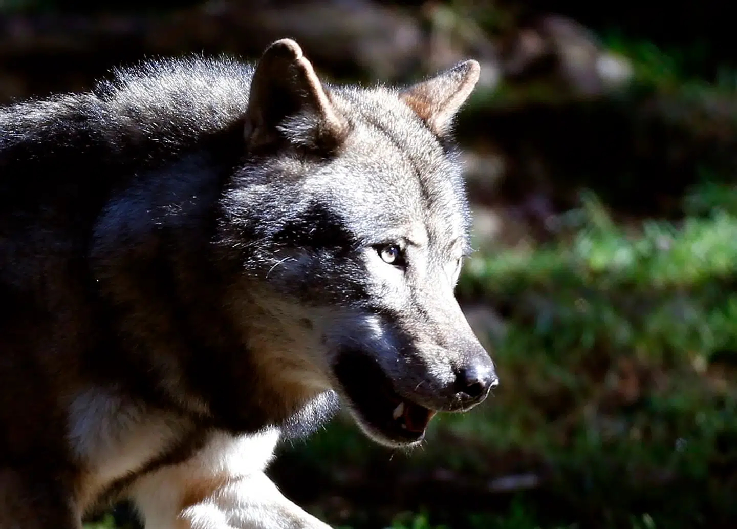 ARKIVFOTO 2012 af ulv i Frankrig- - Se RB INDLAND 17.13. Efter 200 år har Danmark fået de første indfødte ulve. De første ulve i 200 år blev formentlig født syd for Holstebro og kan dermed bryste sig af at være jyske. (Foto: VALERY HACHE/Scanpix 2017)