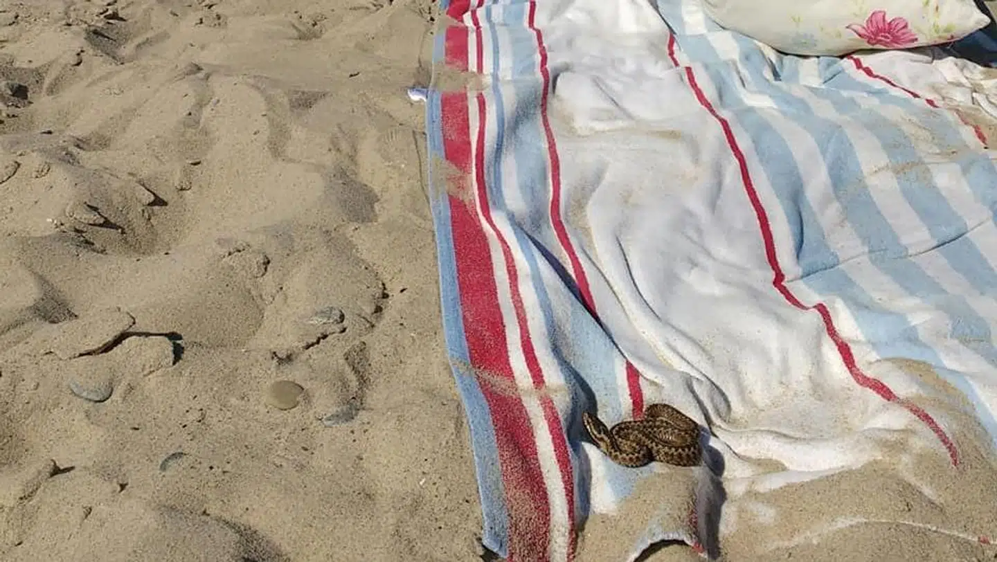 »Min veninde blev bange og udstødte et suk, da hun opdagede, at hugormen havde lagt sig til rette helt op ad hende, mens vi lå på stranden,« siger Rolf Christensen.