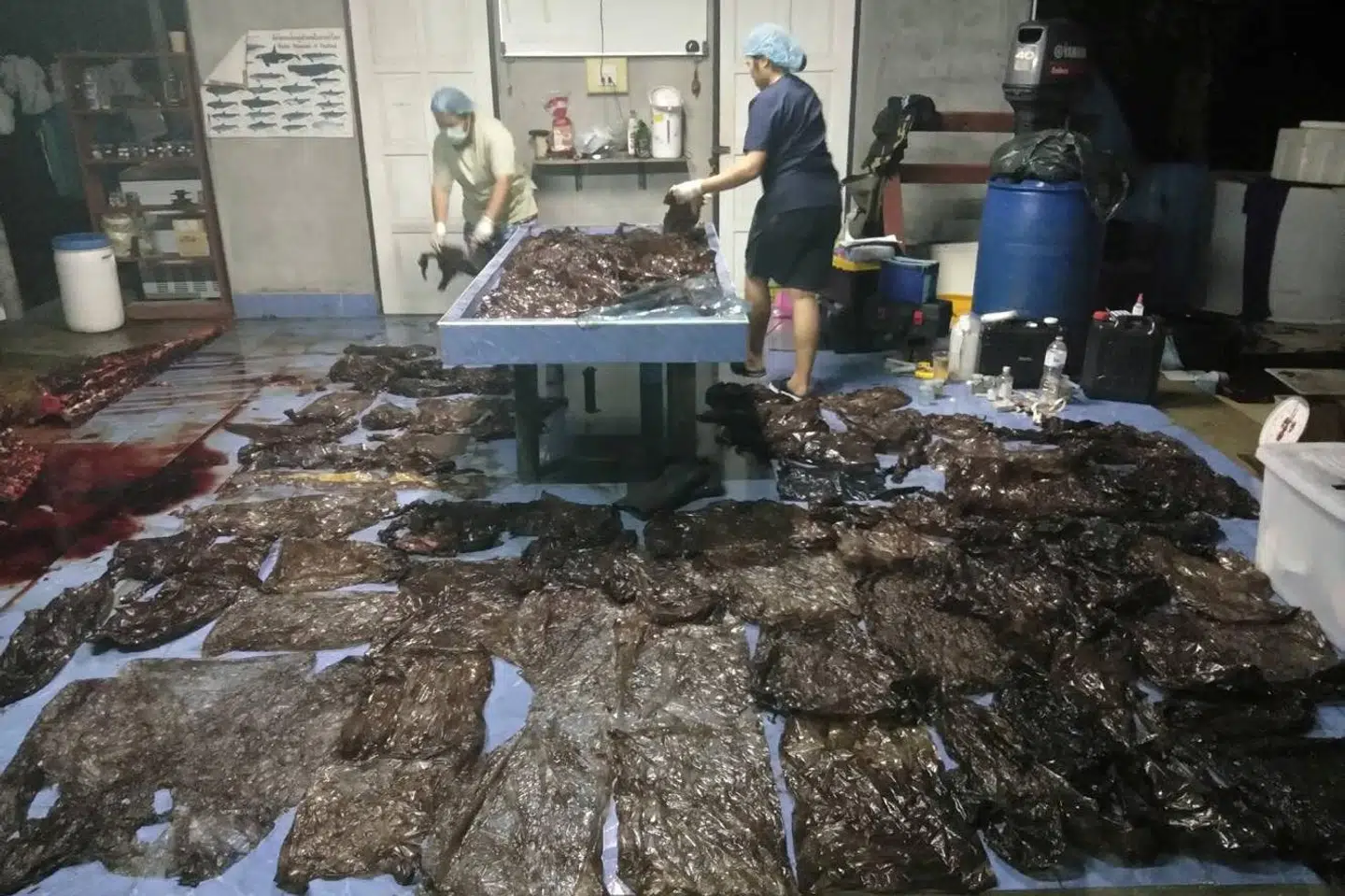 Op mod 80 plastikposer blev fundet i maven på en hval i Songkhla i det sydlige Thailand, oplyser thailandske myndigheder. Handout/Reuters